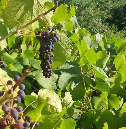 Séjour chez l'habitant Pokoj S Balkonem A Nadhernym Vyhledem Do Prirody *